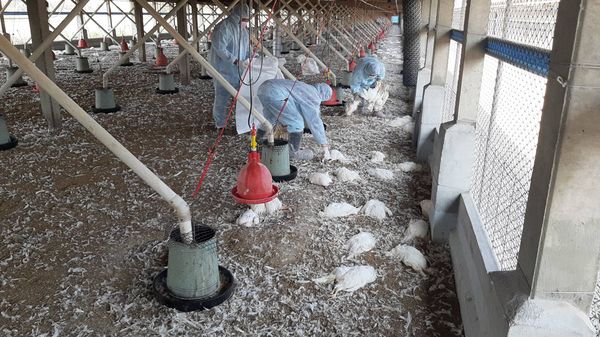 ▲彰化大城鄉爆發禽流感撲殺蛋中雞8千餘隻。（圖／彰化縣動物防疫所提供）