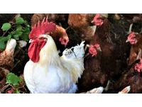 嫌雞叫太吵！峇里島遊客集體「投訴公雞」當地政府證實：已介入協調