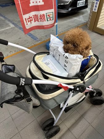 ▲▼貴賓狗坐推車被包裹淹沒　坐最角落露「哀怨眼神」回眸：好擠。（圖／有點毛毛的／網友Na Na Chen提供）