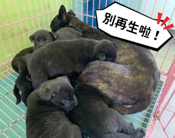 ▲▼貓狗未結紮生一窩「最少罰5萬」　台南過去一年開罰10件。（圖／台南市動保處提供）