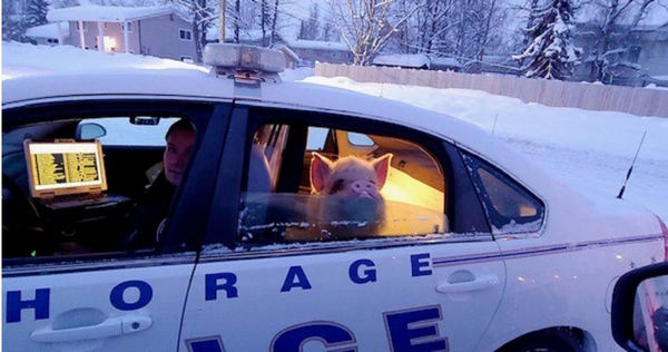 男子雪地遇迷途豬全身結霜狂吃雪！　員警開警車護送牠回家