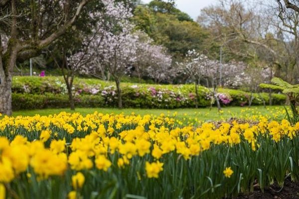 ▲陽明山花季即將進入最後一周，目前湖山路和遊客中心的吉野櫻開得正美。（圖／公園處提供）
