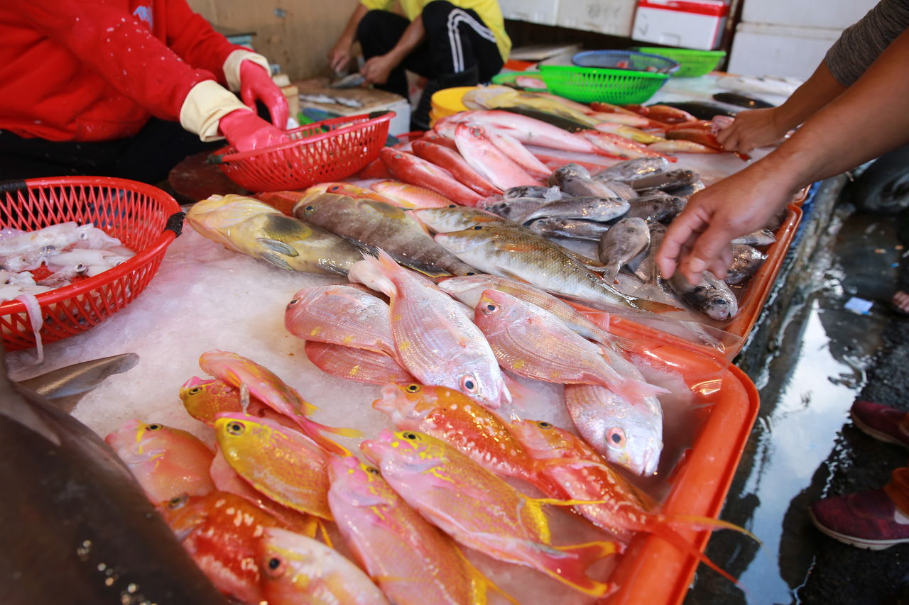 ▲▼環團綠色和平與國立海洋生物博物館合作調查，公布「六種臺灣漁港常見魚類體長調查」。（圖／綠色和平）