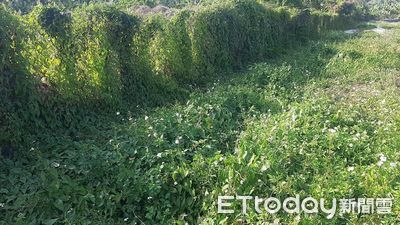 青農返鄉「綠癌」阻路　屏東林管處為民服務就近收購移除