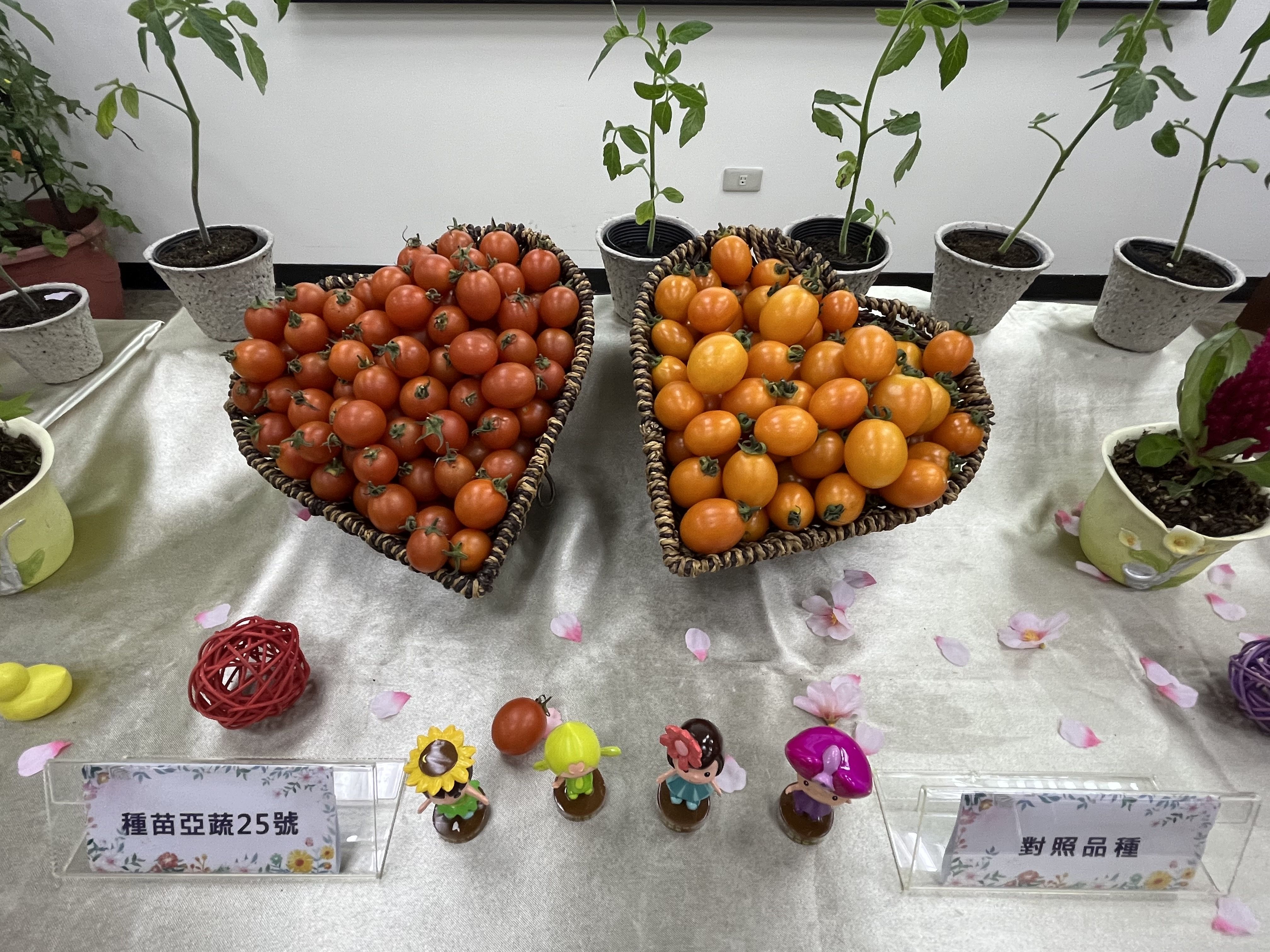 ▲▼農委會與世界蔬菜中心合作，培育出耐病小果番茄新品種「種苗亞蔬25號」。（圖／記者許敏溶攝）