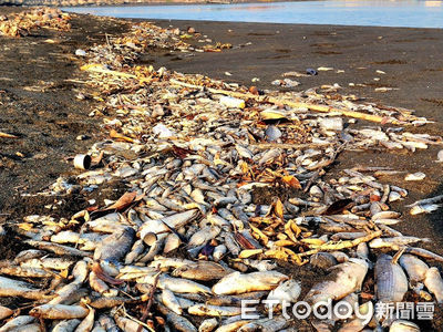 高雄林園出海口驚見大量魚屍　曝曬一星期「全變魚乾」狂飄惡臭