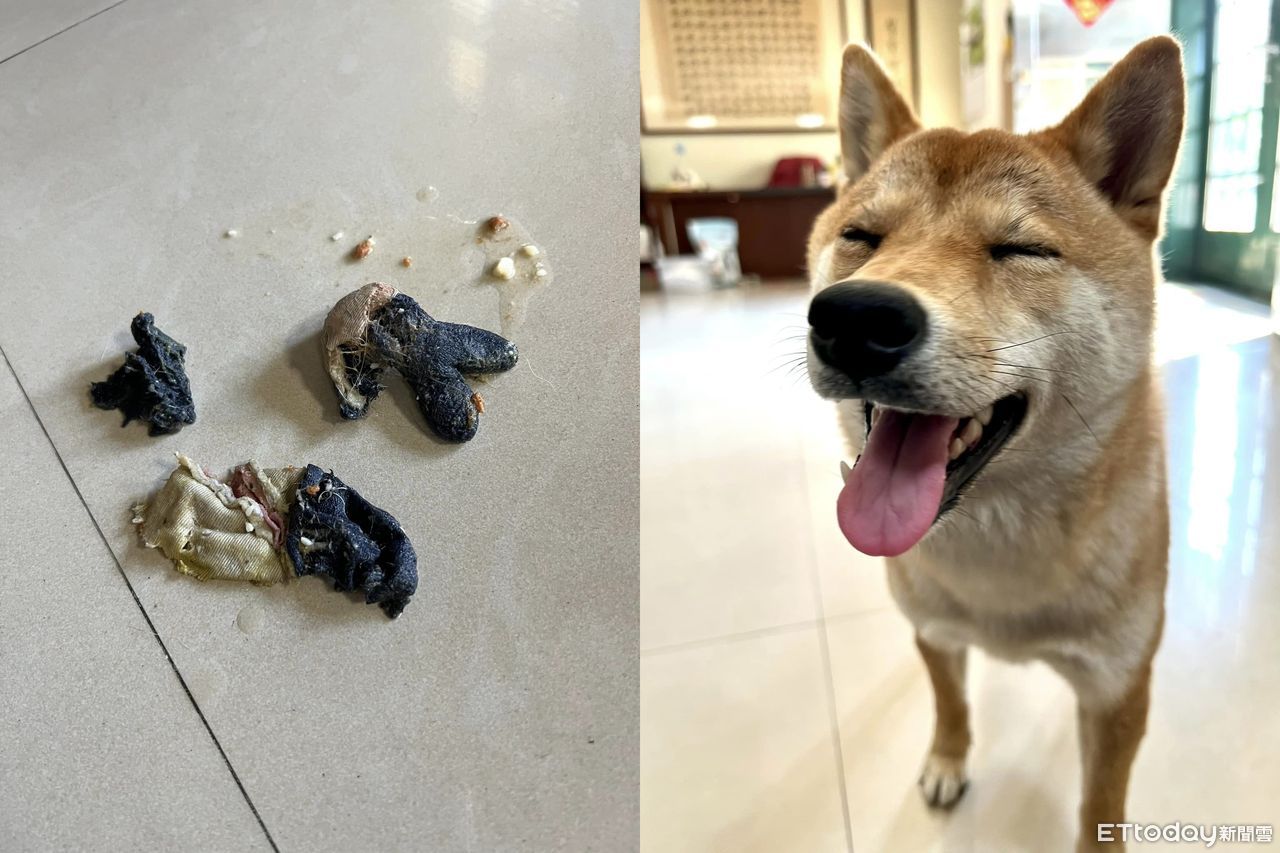 台中|柴犬狂嘔「斷尾黑黑殘骸」吐滿地　媽細看秒嚇壞：什麼時候吃的？ | ETtoday寵物雲 | ETtoday新聞雲