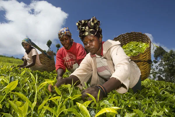 ▲▼肯亞製茶產業發展興盛，卻傳出外資茶園主管對員工性剝削的醜聞。（示意圖，非文中當事人／達志影像／美聯社）