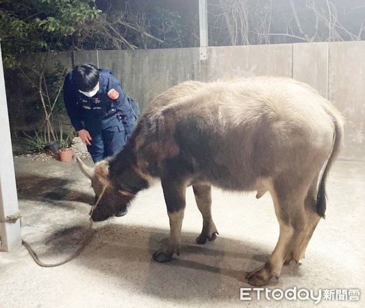 ▲楊梅警方昨天凌晨派員將迷途小水牛牽回派出所等候飼主認領。（圖／記者沈繼昌翻攝）