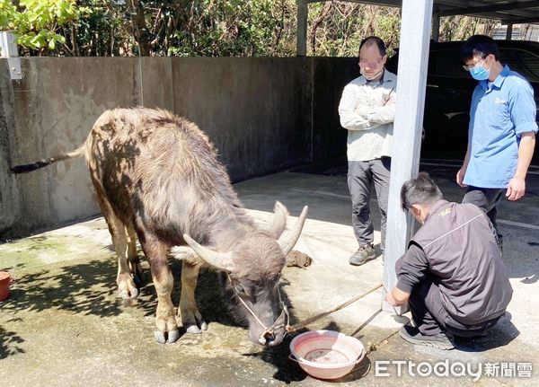 ▲楊梅警方昨天凌晨派員將迷途小水牛牽回派出所安置，張姓飼主獲悉後趕緊到派出所認領。（圖／記者沈繼昌翻攝）