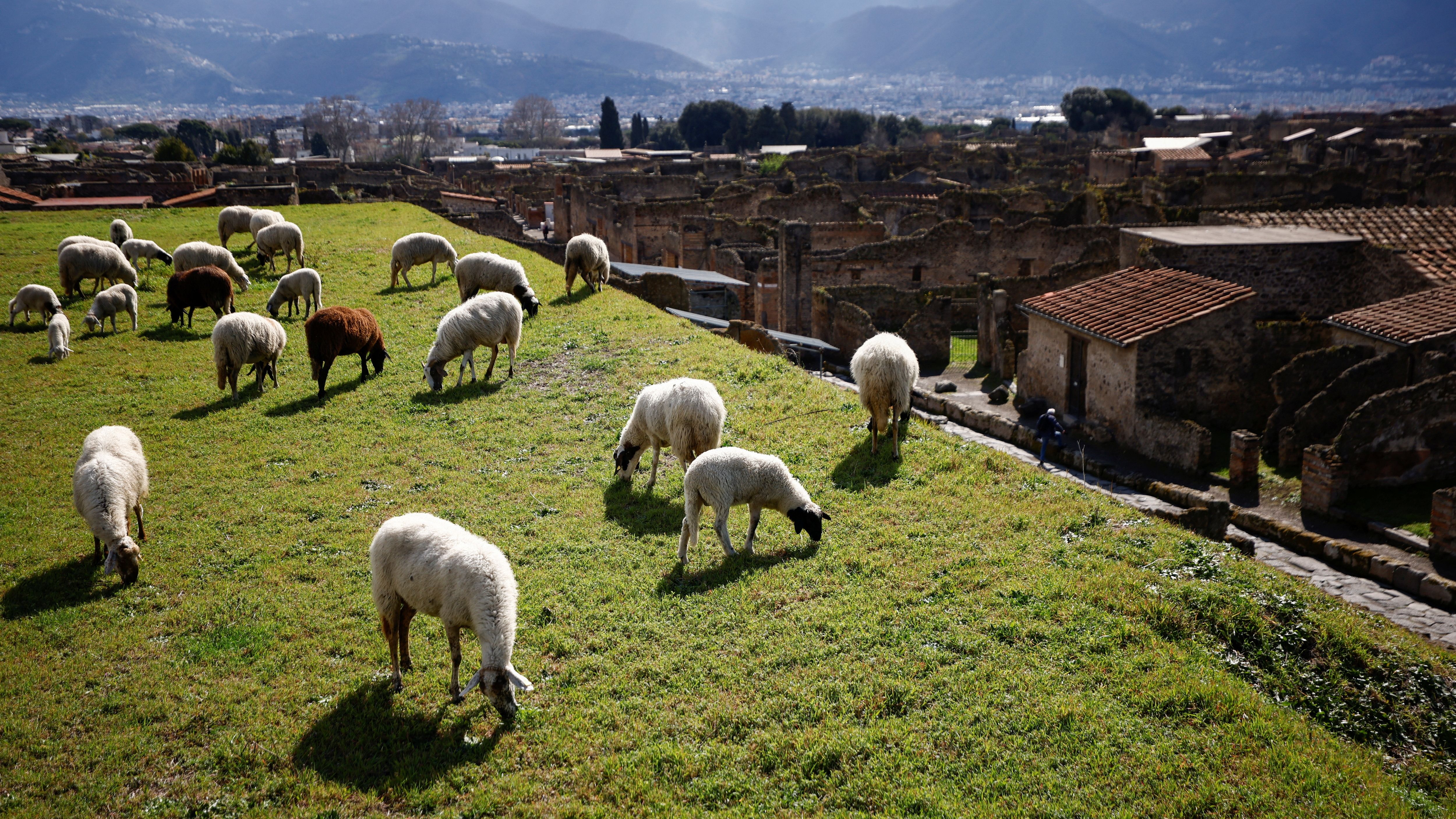 ▲▼義大利龐貝城考古團隊請來綿羊保育員除草。（圖／路透）