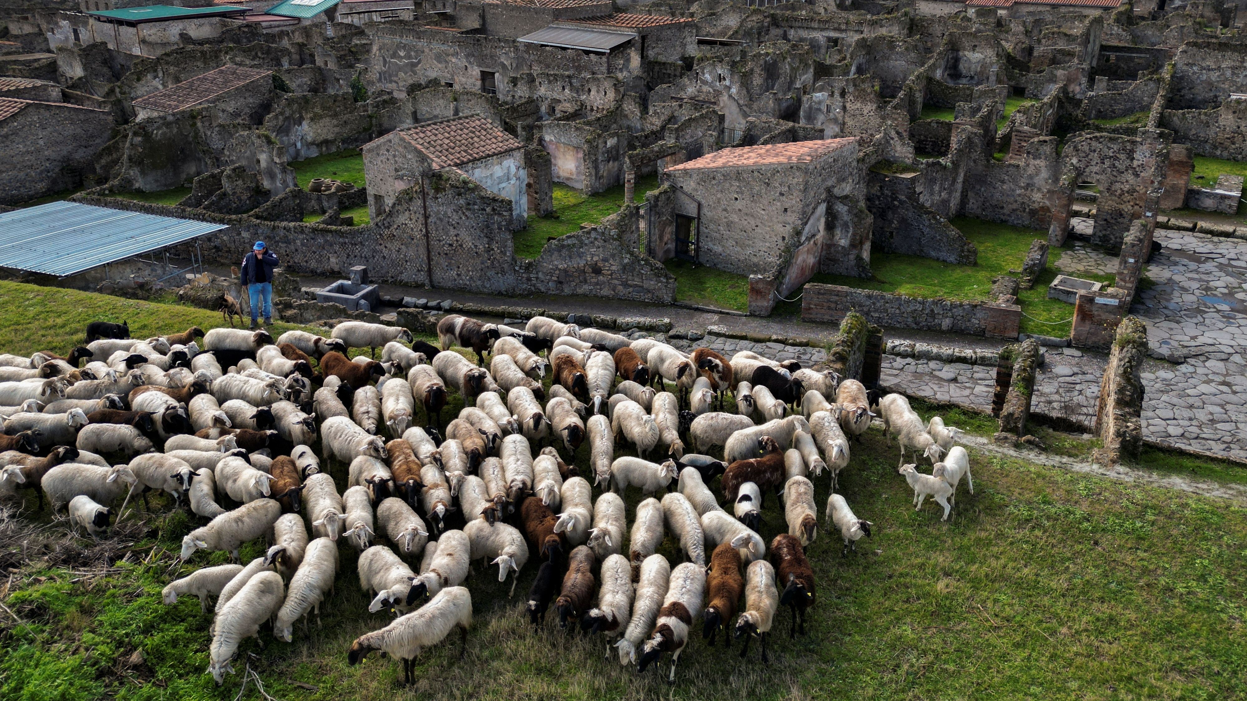 ▲▼義大利龐貝城考古團隊請來綿羊保育員除草。（圖／路透）