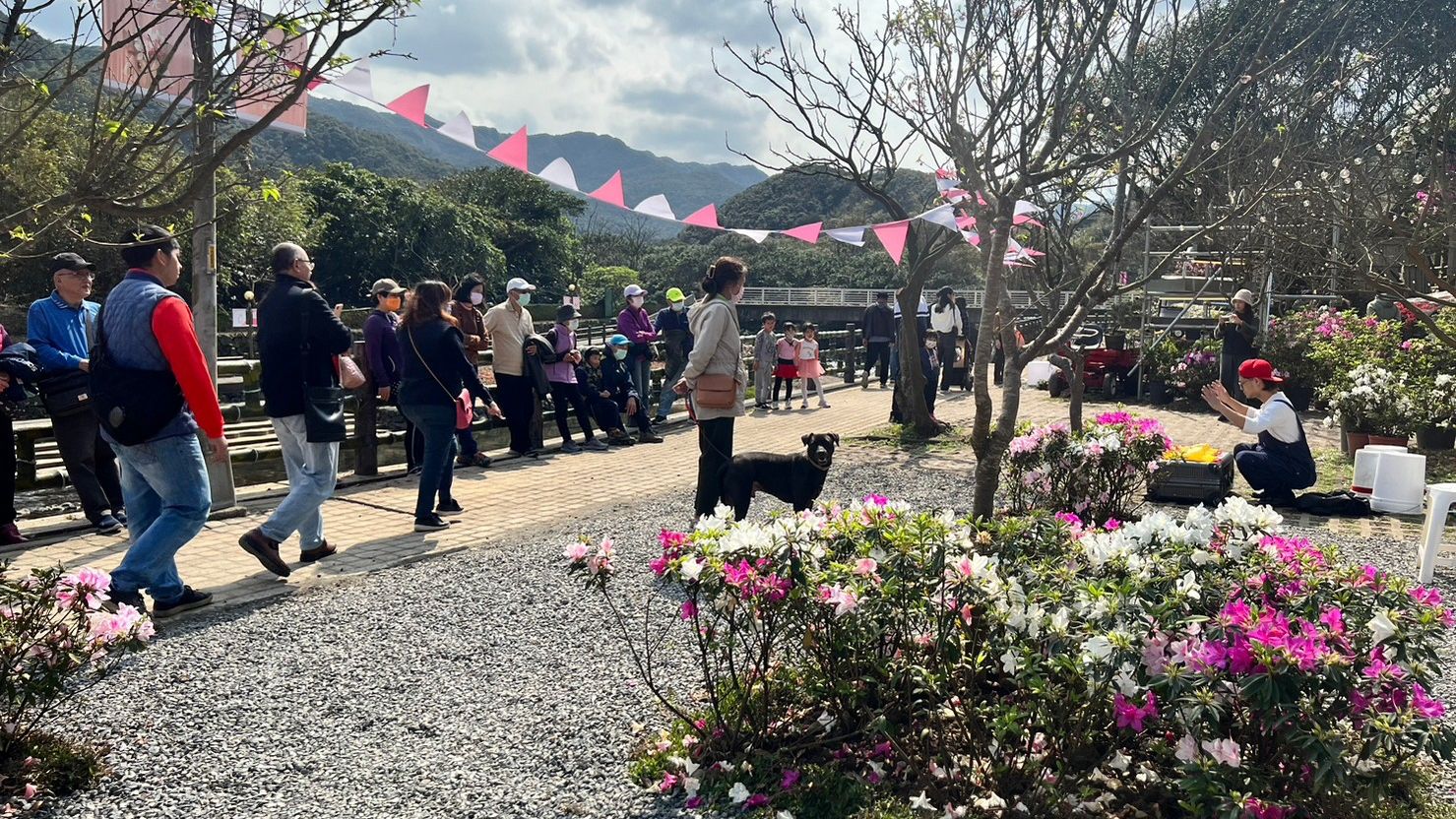 ▲新北萬金「移動花聚落」展 限量杜鵑花金幣打卡送。（圖／新北市農業局提供）