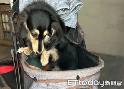 娃娃車遛狗突然重重的 她蹲低一看「有眼睛」:家裡差點多出貓