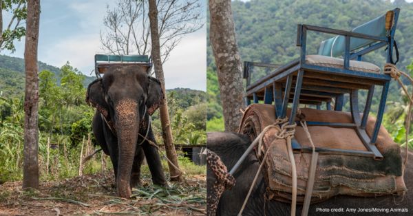 ▲▼「泰國野生動物之友基金會」救援的71歲母象Pai Lin長年承載觀光客，脊椎已明顯變形。（圖／翻攝自WFFT.org）