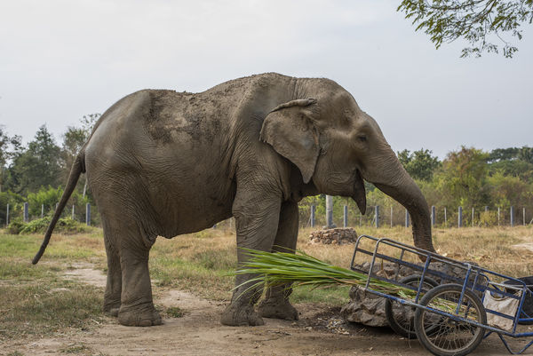 ▲▼「泰國野生動物之友基金會」救援的另一隻大象Boon Chuey也因為長期負重脊椎變形。（圖／翻攝自WFFT.org）