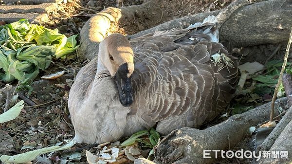 ▲缺蛋害的？公園母鵝「孵7顆蛋全被偷」 網友一面倒砲轟：是多缺德。（圖／網友授權使用）