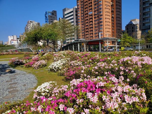 ▲大安森林公園杜鵑花盛開。（圖／取自台北市政府網站）