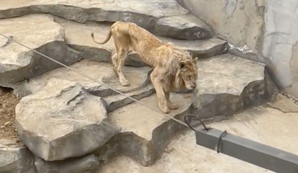 ▲南京南京金牛湖動物園內的一頭獅子被遊客拍下瘦弱身形。（圖／翻攝九派新聞）