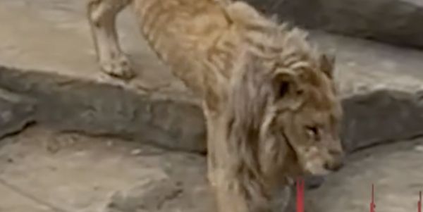▲南京南京金牛湖動物園內的一頭獅子被遊客拍下瘦弱身形。（圖／翻攝九派新聞）