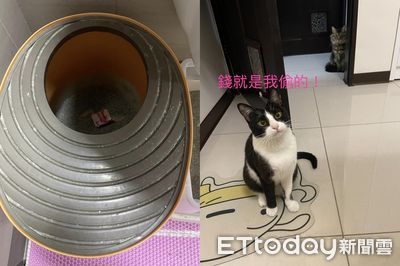 桌上鈔票莫名消失　媽見貓砂盆出現「紅紅一坨」傻眼：好險沒咬爛