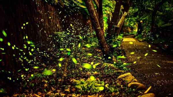 ▲新北年植450棵樹山海造林 文山農場打造螢火蟲秘境。（圖／新北市農業局提供）