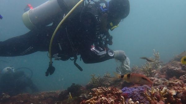 ▲公私合作海洋造林 新北4年復育超過1700株珊瑚。（圖／新北市漁業處提供）