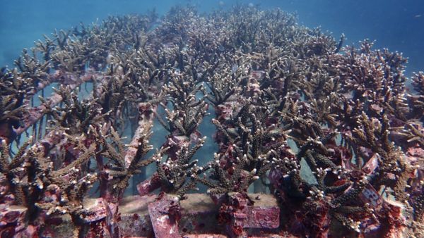 ▲公私合作海洋造林 新北4年復育超過1700株珊瑚。（圖／新北市漁業處提供）