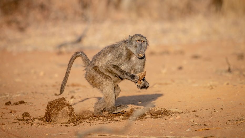 ▲▼豚尾狒狒,南非。（示意圖／達志影像）