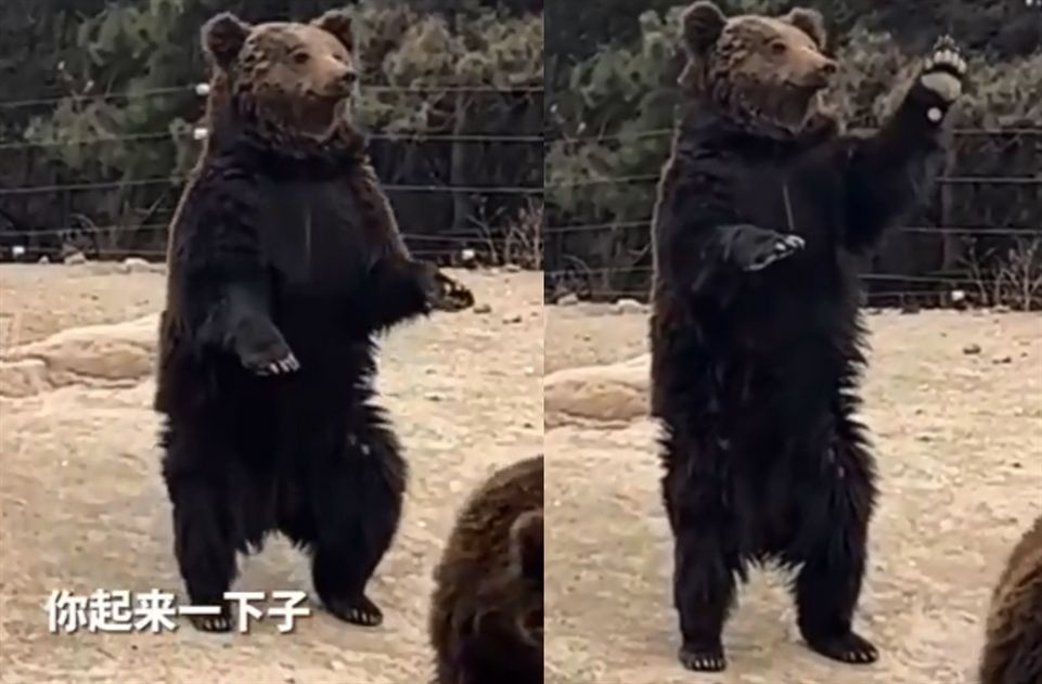 ▲▼動物園棕熊能懂人話被質疑是人假扮。（圖／翻攝自九派新聞）