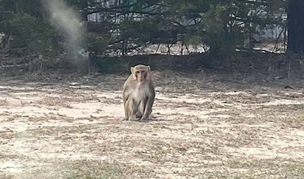 寵物猴闖進民宅　抓狂把女鄰居「耳朵撕裂成兩半」發獸性被射殺。（圖／翻攝自Facebook／Dickson Police Department）