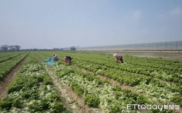 ▲大陸妹產地價格慘跌並持續低迷，農民棄收索性開放鄉親免費自採。（圖／記者蔡佩旻翻攝）