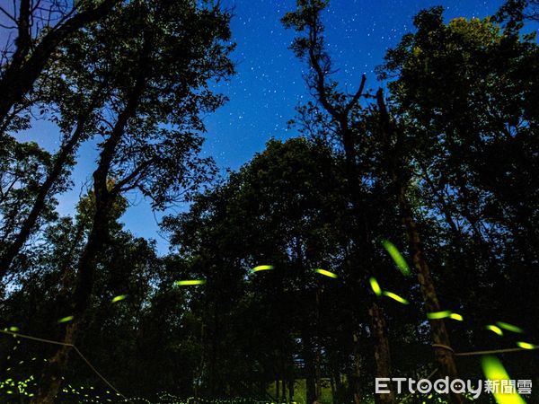 ▲▼「銀河．螢河」觀星賞螢活動可在大農大富園區和馬太鞍休閒農業區欣賞星光、螢光兩相輝映的特殊景緻。（圖／記者王兆麟翻攝，下同）