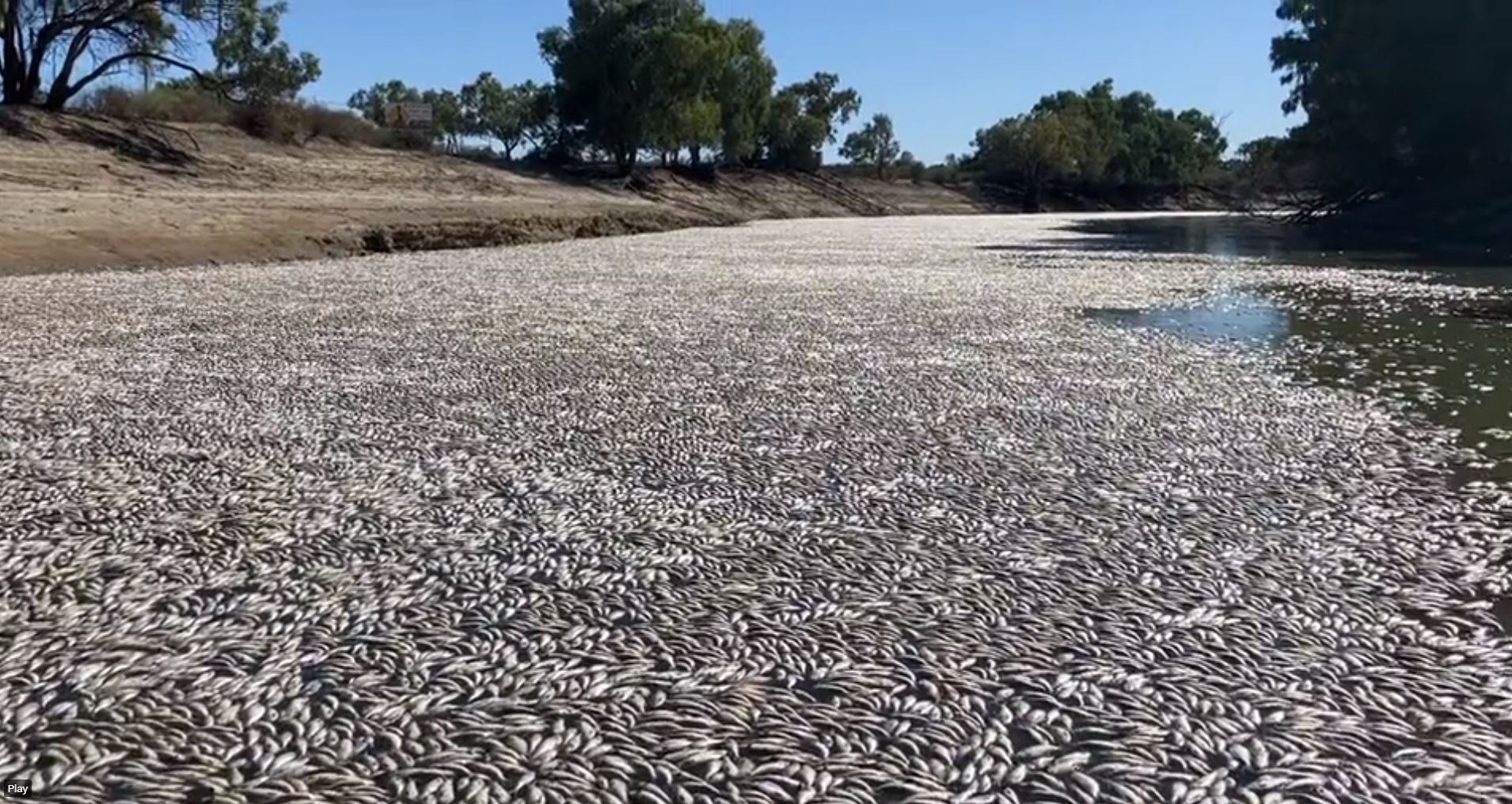 ▲▼ 澳洲新南威爾斯省小鎮梅寧迪（Menindee）17日上午出現魚類大規模死亡事件。（圖／翻攝自推特）