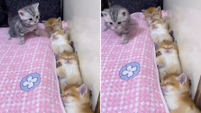 小灰貓想跟著「塞在床邊睡覺」　4貓舒服並排：床位已滿下次請早