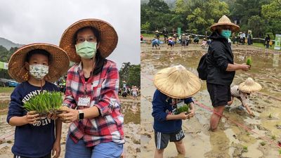 新北汐止農會插秧體驗趣　農村生活公益認稻做愛心