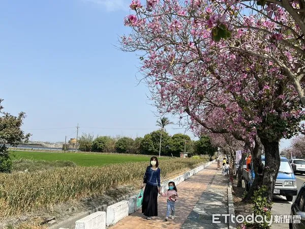 ▲雲林土庫鎮印度櫻花盛開，粉嫩延綿2公里。（圖／記者蔡佩旻翻攝）