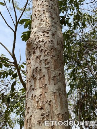 ▲▼柴山試槍             。（圖／記者陳宏瑞攝）