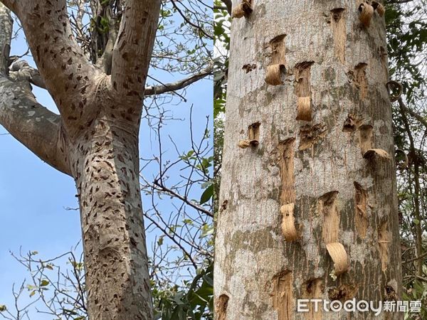 ▲▼柴山試槍             。（圖／記者陳宏瑞攝）