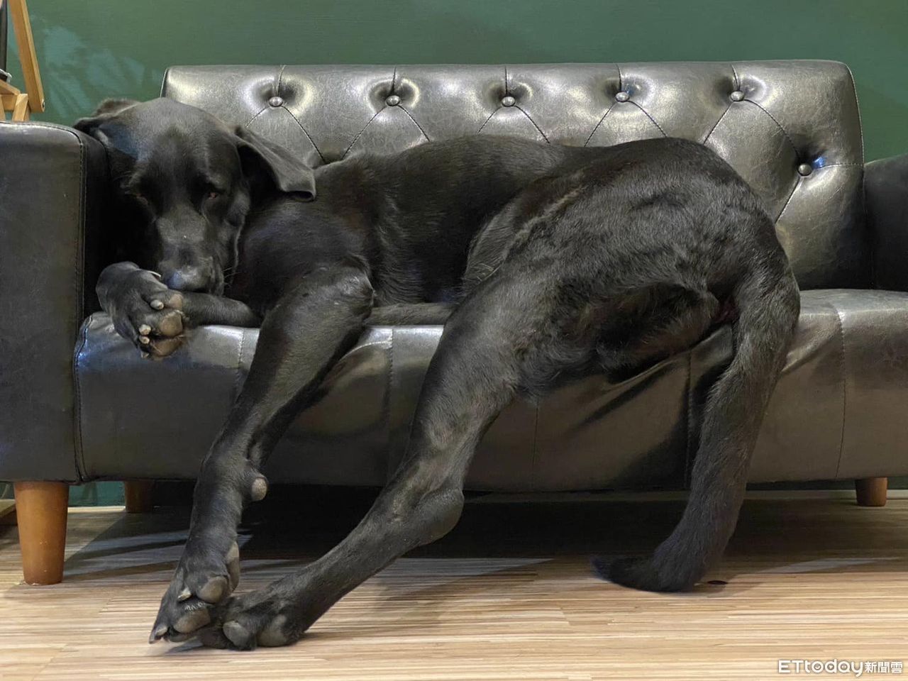 台灣|巨型歐告倒沙發熟睡超長腿與尾巴「座椅上流出」　媽：多累？ | ETtoday寵物雲 | ETtoday新聞雲