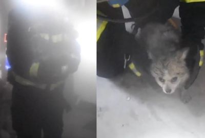 清理火場發現「熏黑小狗狗」 消防員暖抱懷中安撫交還主人