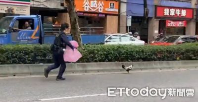 台北街頭上演「落跑雞」！小短腿竄逃90分鐘 警跑百米輸慘
