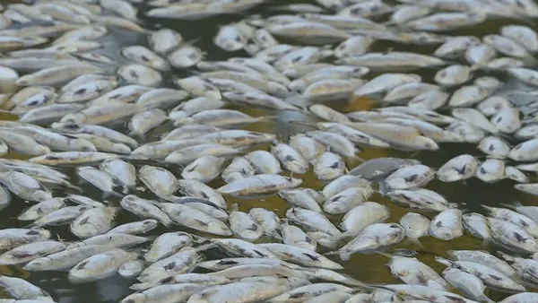 ▲▼澳洲新南威爾斯省達令-巴卡河（Darling-Baaka river）出現數百萬條死魚、魚屍、魚類死亡。（圖／達志影像／美聯社）