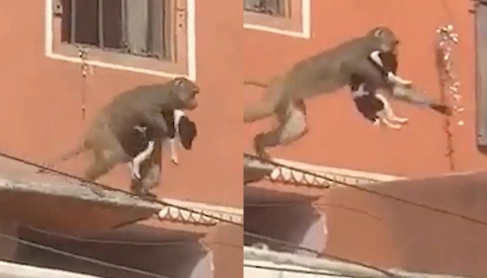 ▲▼印度有一隻猴子綁架了小狗後，在屋頂上跳來跳去。（圖／翻攝自推特）