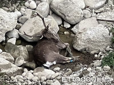 苗栗梅花鹿離奇丟包！4肢遭綁躺河床　獲救佇立現場2hrs才離開