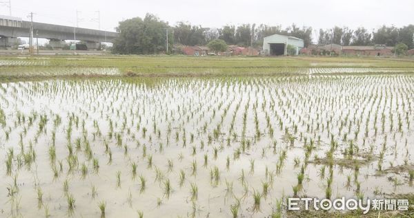 ▲北水局指出，桃竹地區一期稻作已陸續完成插秧作業。（圖／記者沈繼昌翻攝）