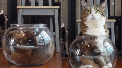 虎斑貓展現軟骨功「整隻塞進魚缸」　36萬網萌翻：固體-液體-固體的轉變