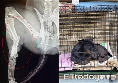 駕駛撞殘狗竟說「流浪犬沒關係」　動保所懸賞10萬緝凶