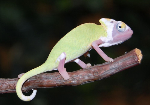 世上最難搞的8種寵物,根本自找麻煩| 小眼蛙| 鍵盤大檸檬| ETtoday新聞雲