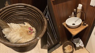 去動物咖啡廳「見母雞窩在廁所垃圾桶」　店家貼告示：牠就喜歡在裡面下蛋